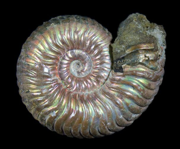 Iridescent Ammonite (Binatishinctes?) Fossil With Pyrite #78529